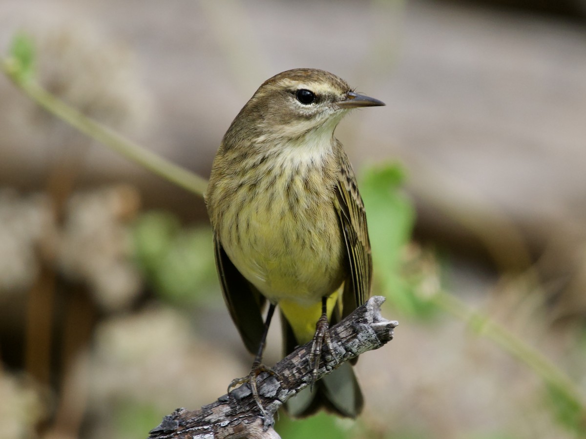 Palm Warbler - ML645656362