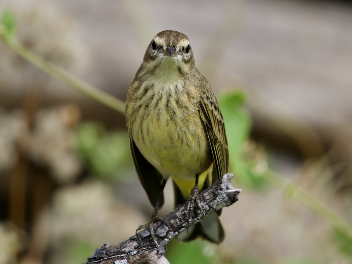 Palm Warbler - ML645656364