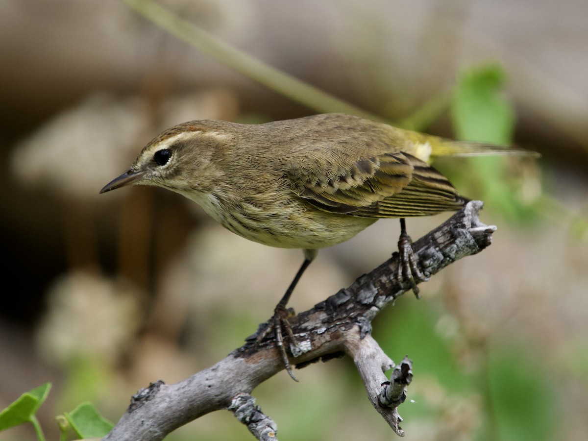 Palm Warbler - ML645656365