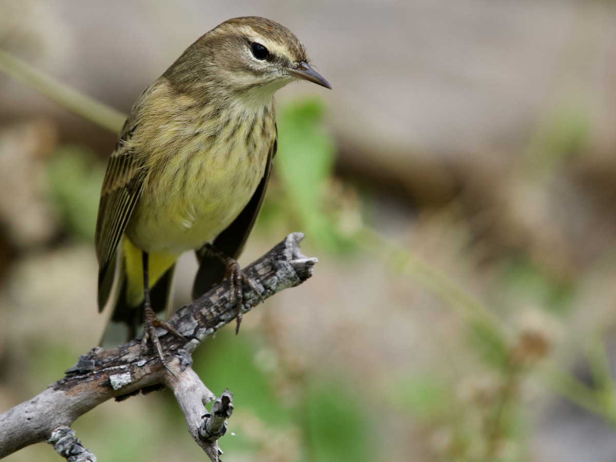 Palm Warbler - ML645656367