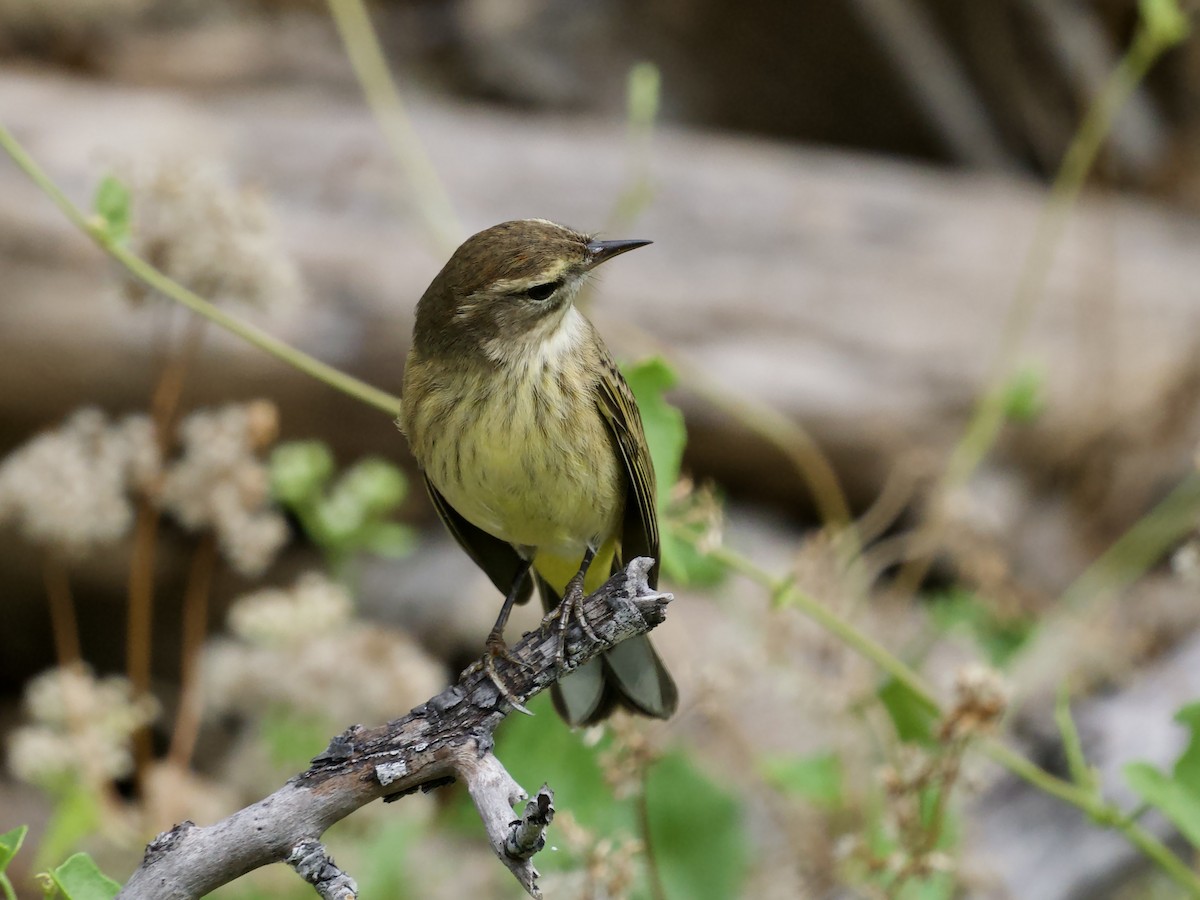 Palm Warbler - ML645656370