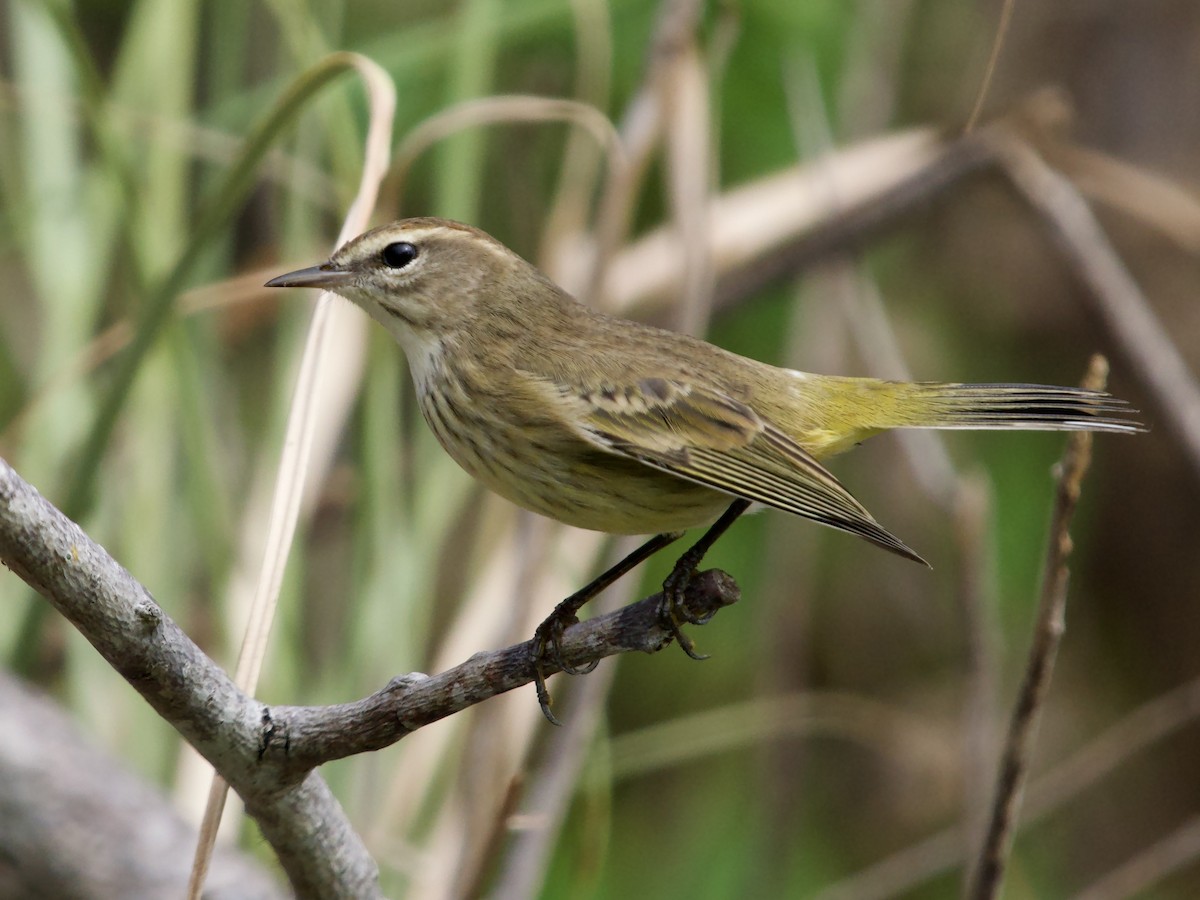 Palm Warbler - ML645656373