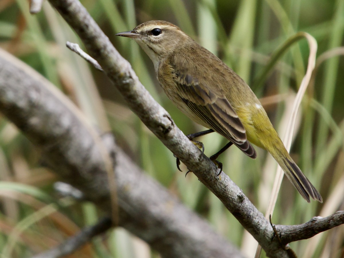 Palm Warbler - ML645656374