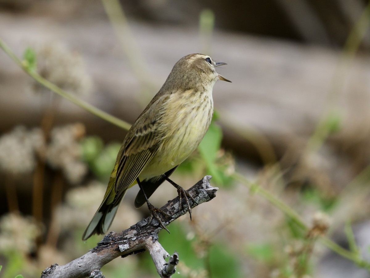 Palm Warbler - ML645656376