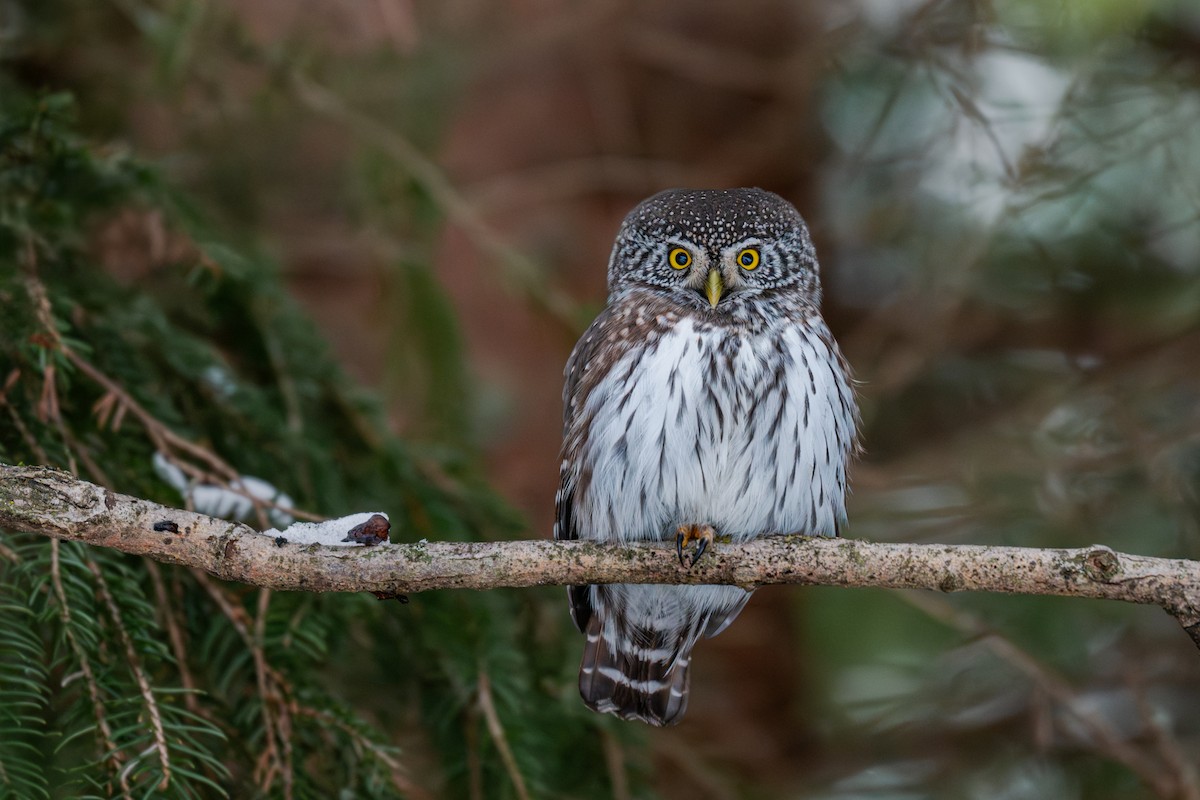 Eurasian Pygmy-Owl - ML645656389