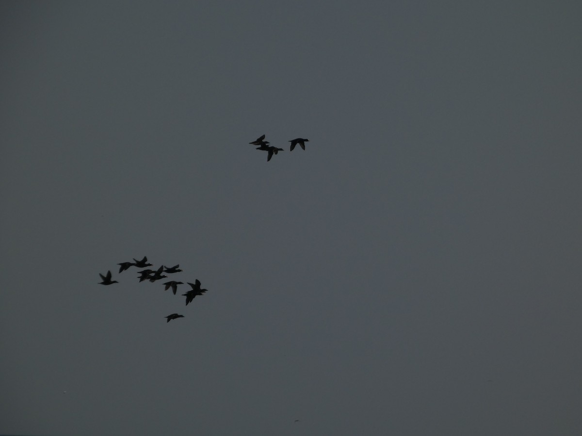 turpan žlutozobý - ML645656392