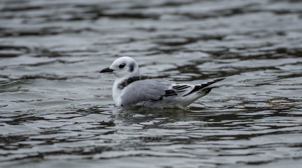 Моевка - ML645656408