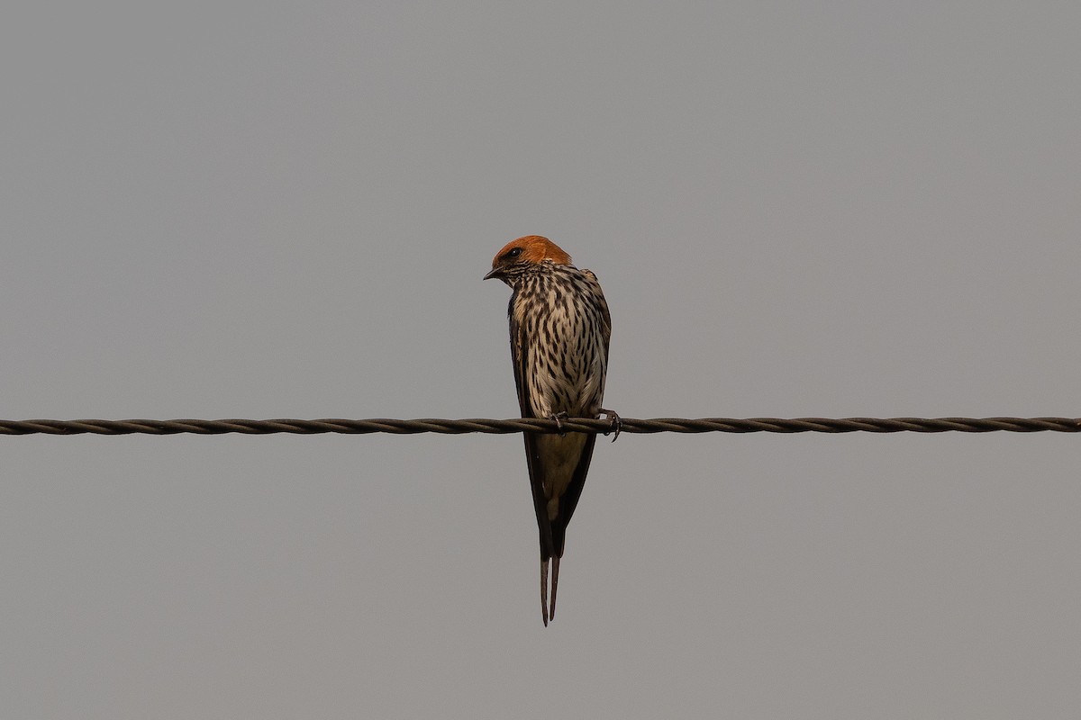 Lesser Striped Swallow - ML645656409
