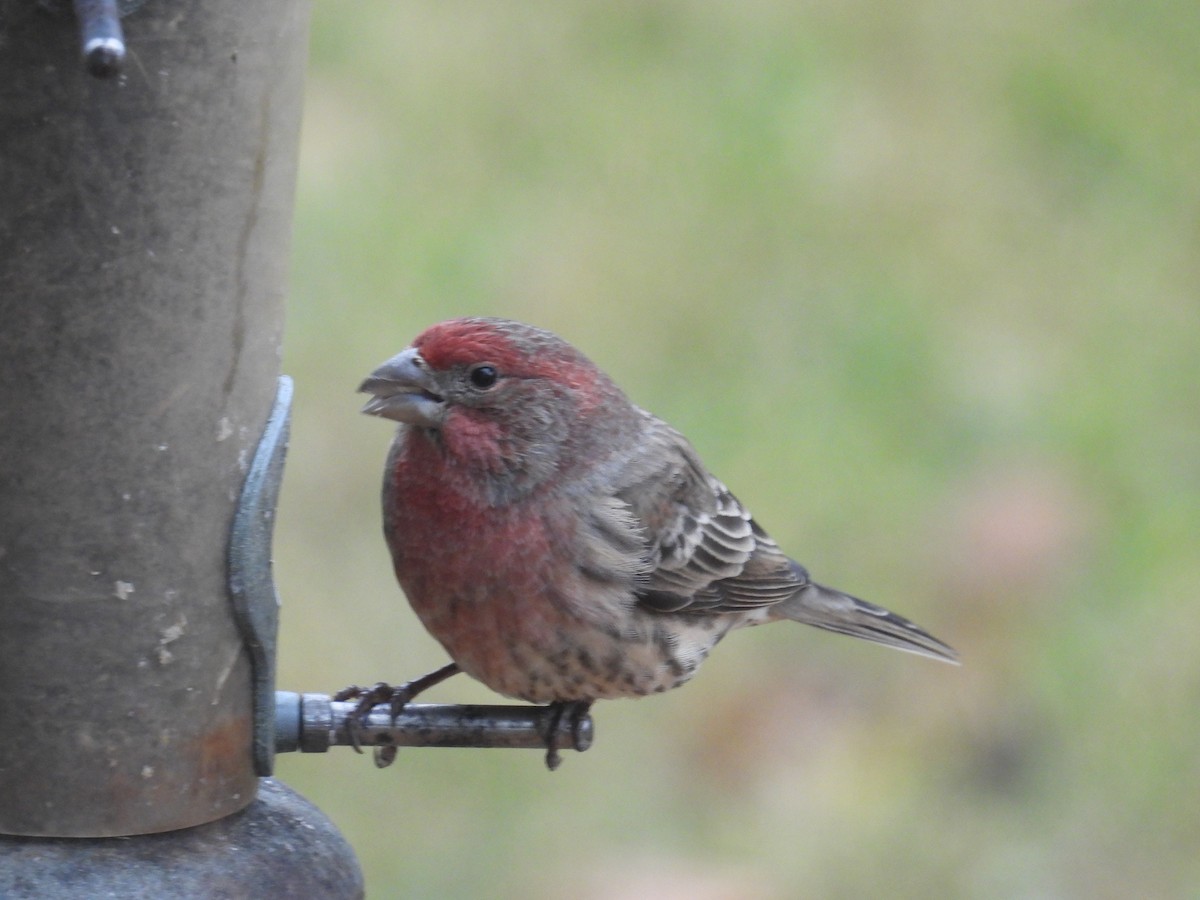 House Finch - ML645656410