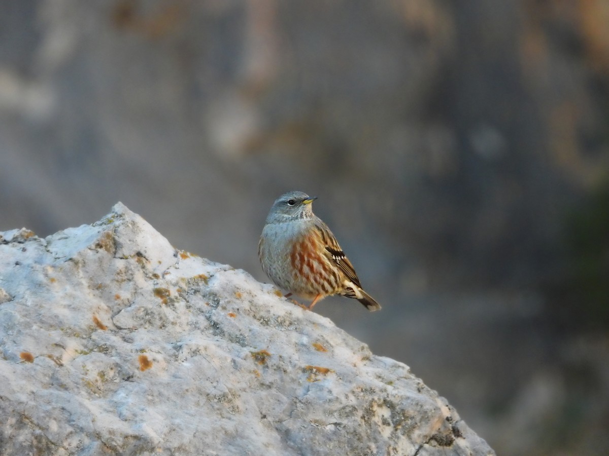 Alpine Accentor - ML645656458