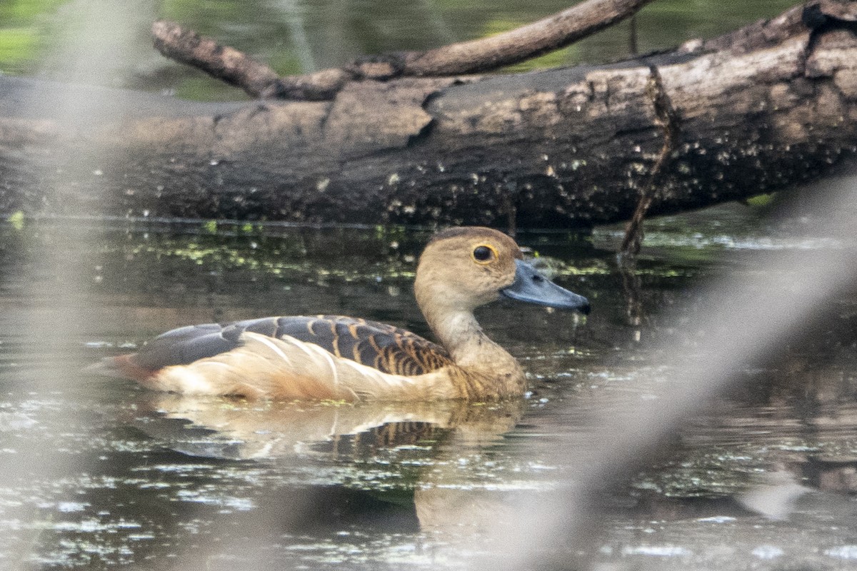 Lesser Whistling-Duck - ML645656466
