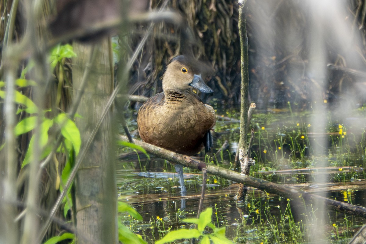 Lesser Whistling-Duck - ML645656467