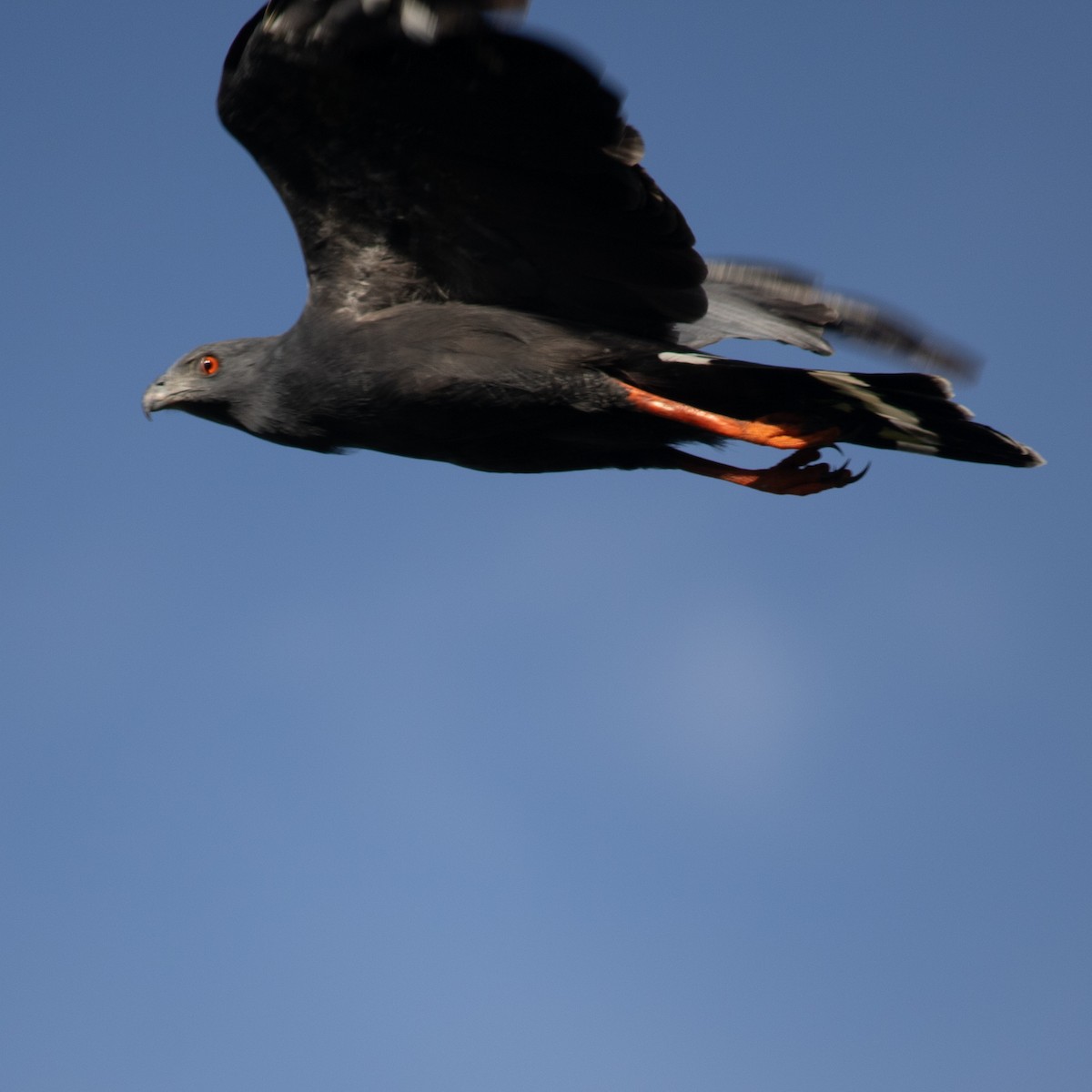 Crane Hawk - ML645656480