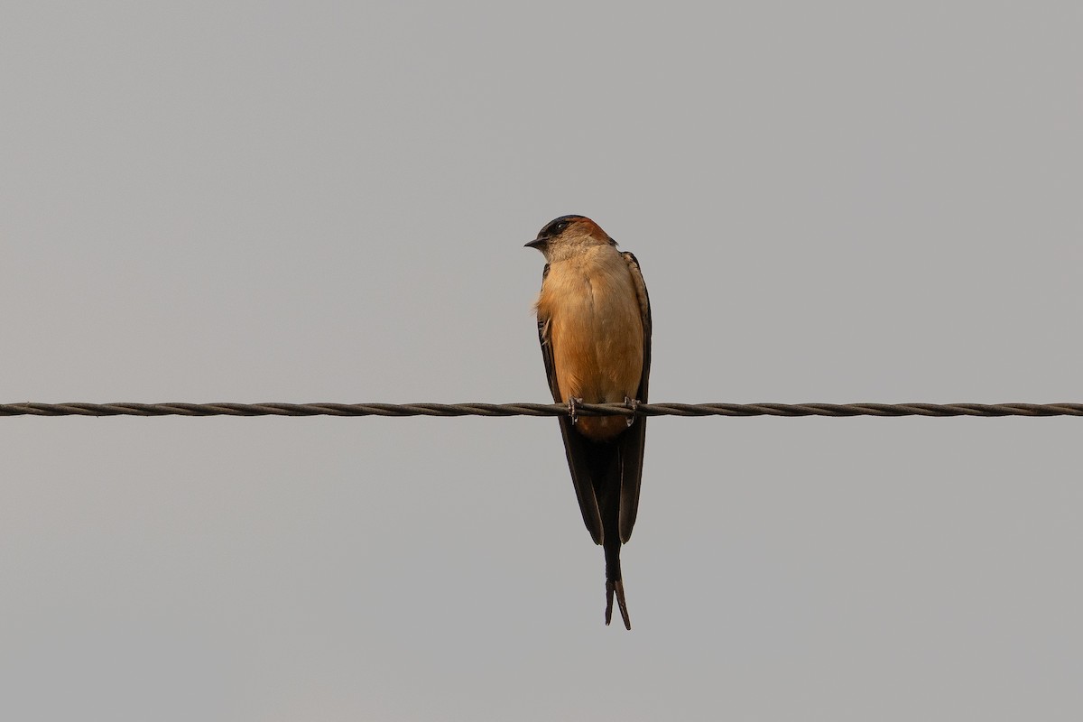 African Red-rumped Swallow - ML645656482