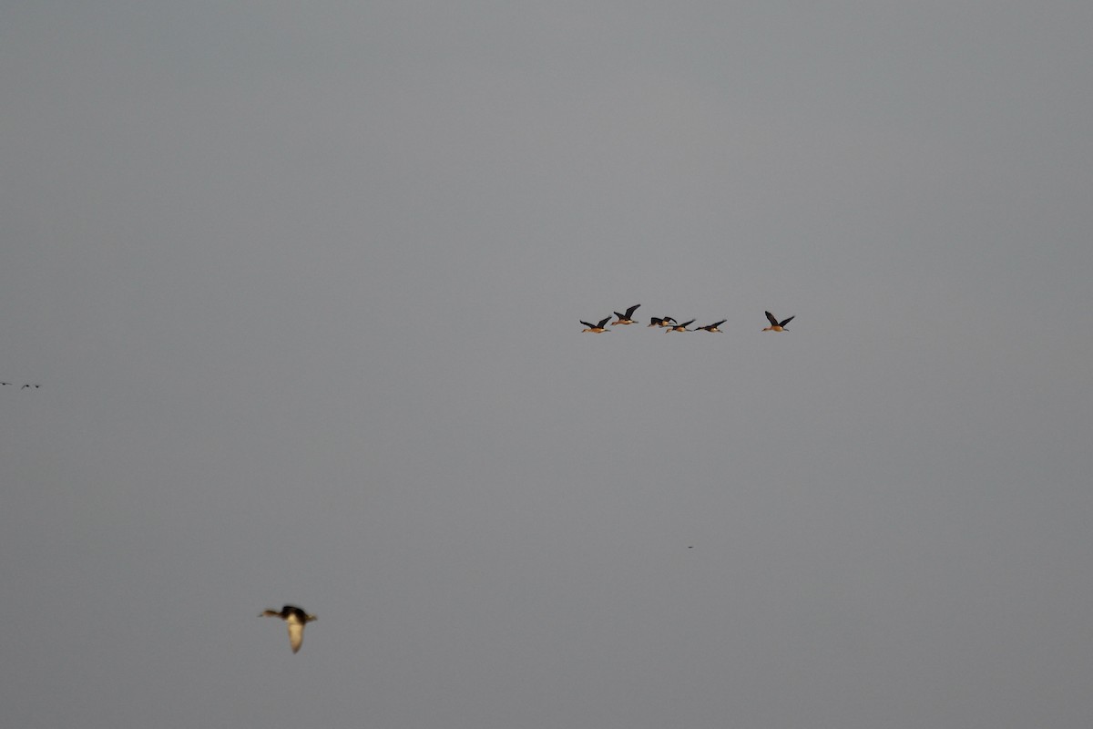 Fulvous Whistling-Duck - ML645656488