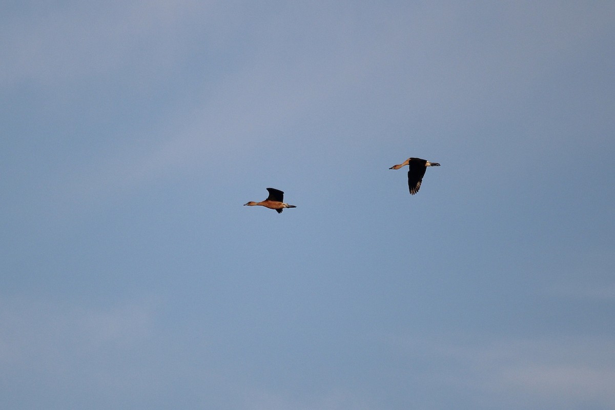 Fulvous Whistling-Duck - ML645656489
