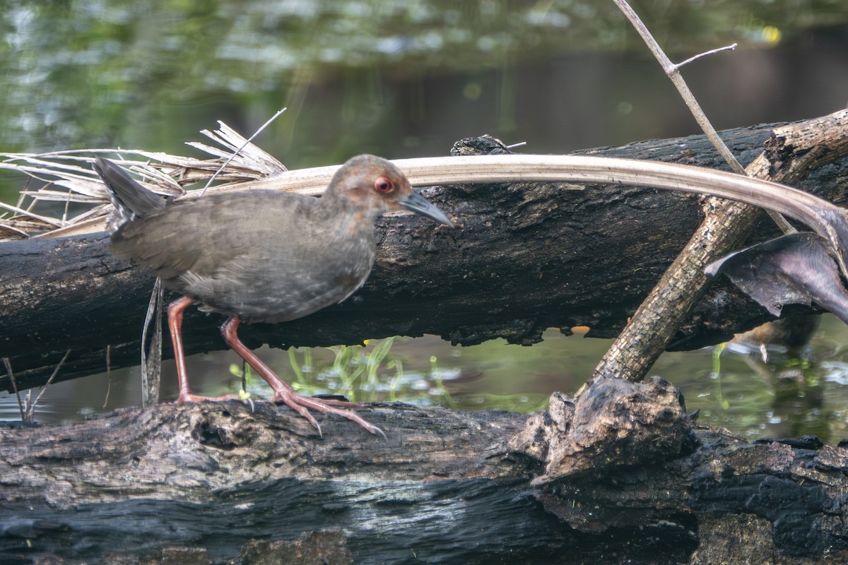 Ruddy-breasted Crake - ML645656494