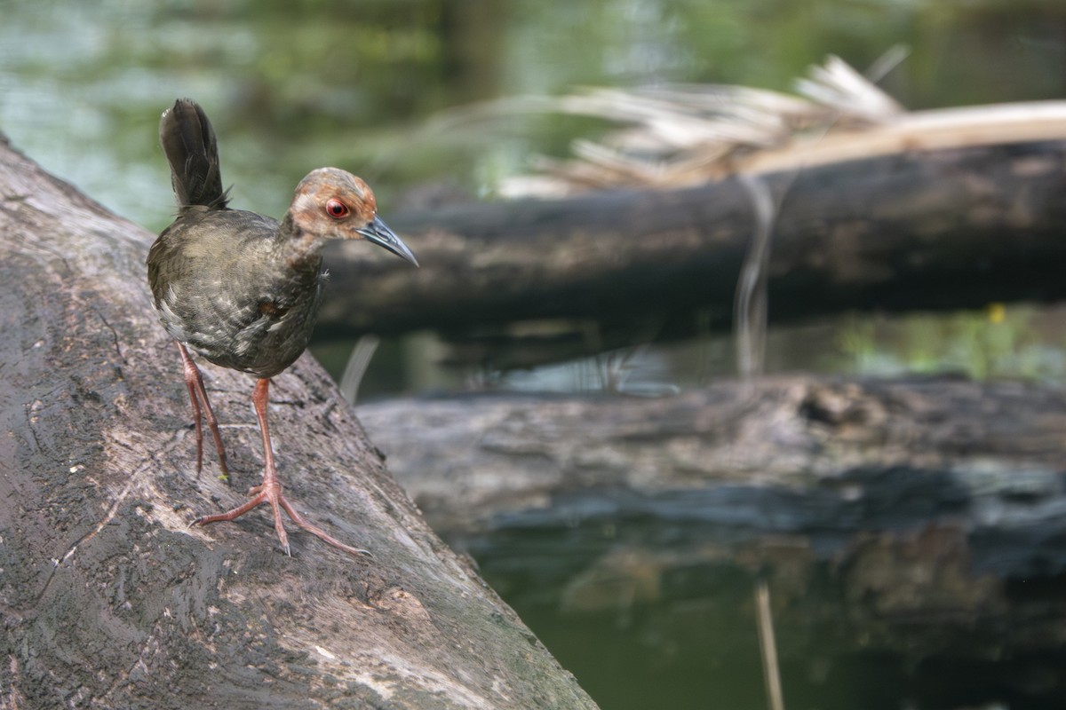 Ruddy-breasted Crake - ML645656495