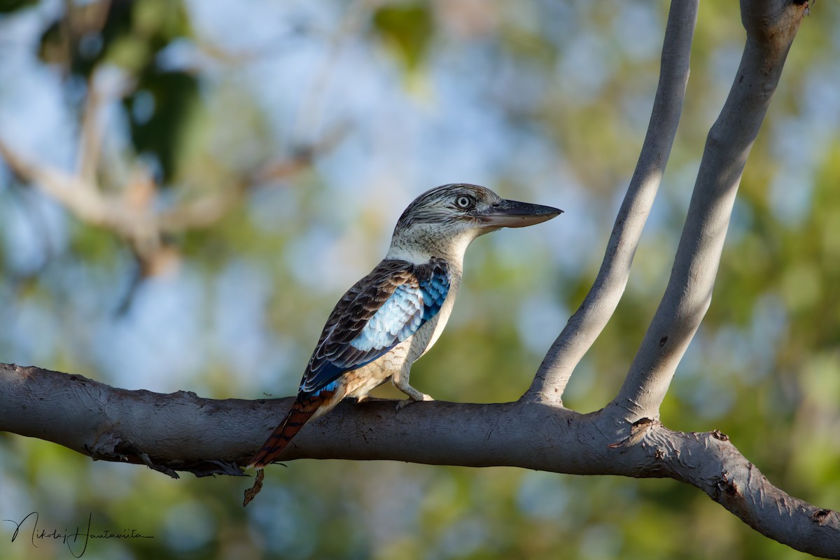 Cucaburra Aliazul - ML645656496
