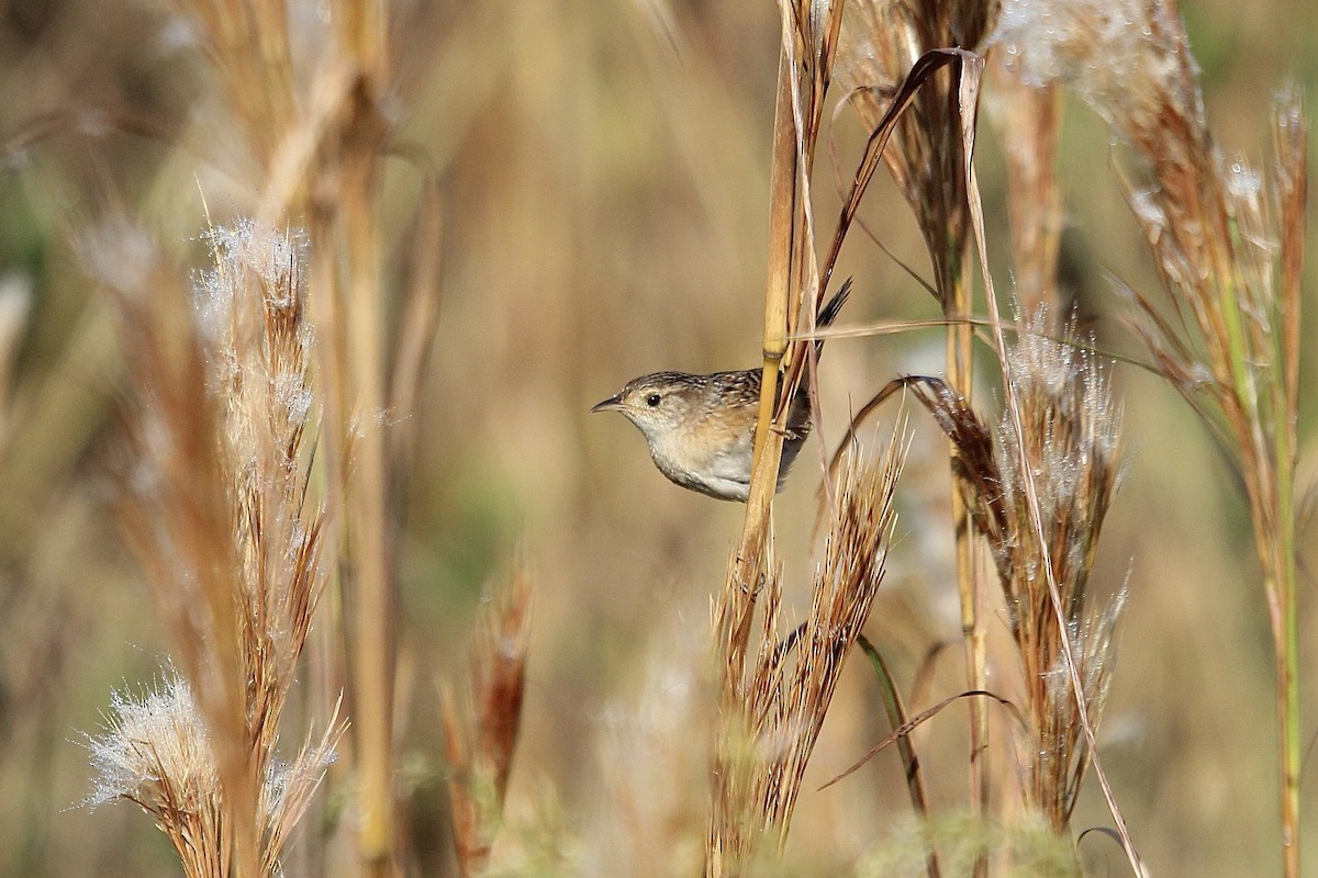 Sedge Wren - ML645656497