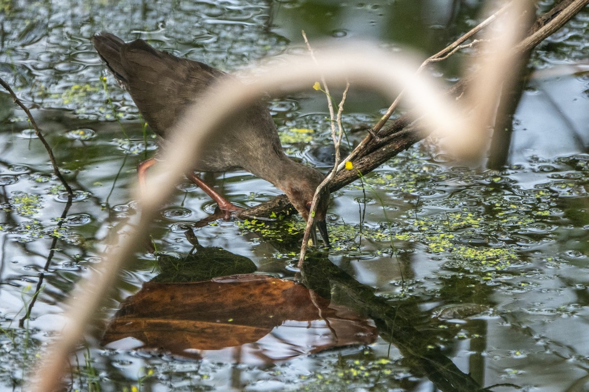 Ruddy-breasted Crake - ML645656498