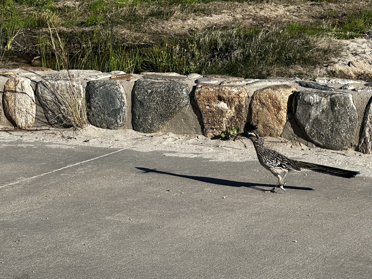 Greater Roadrunner - ML645656502
