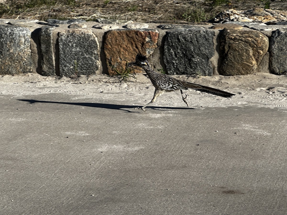 Greater Roadrunner - ML645656503