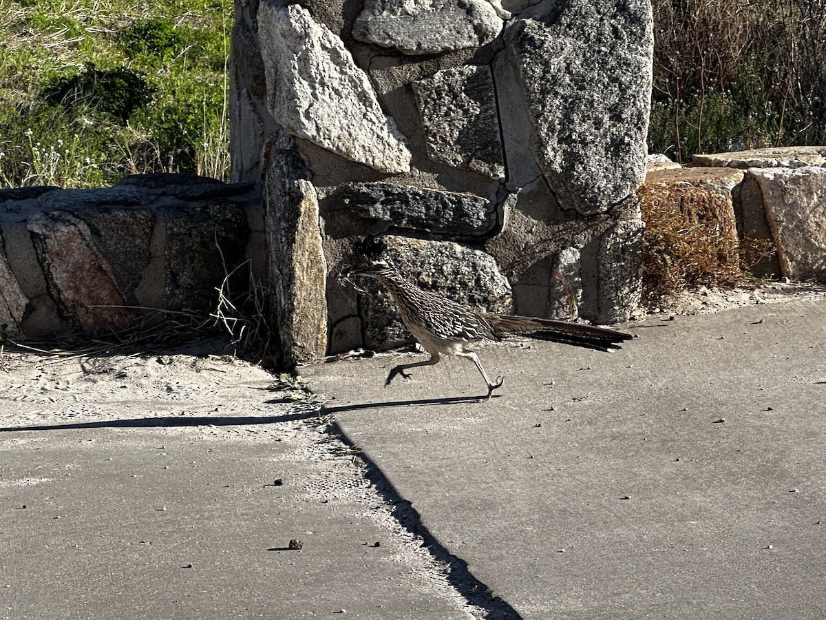 Greater Roadrunner - ML645656504