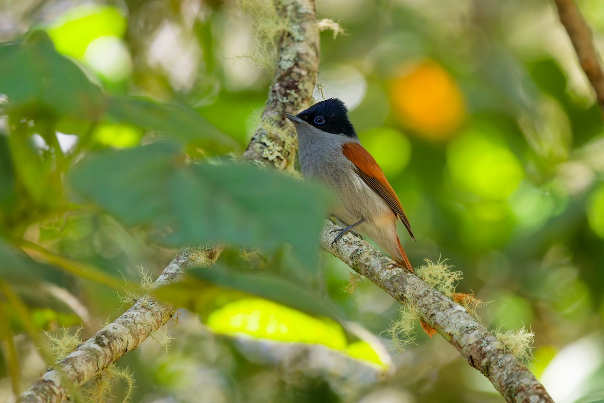 Mascarene Paradise-Flycatcher - ML645656505