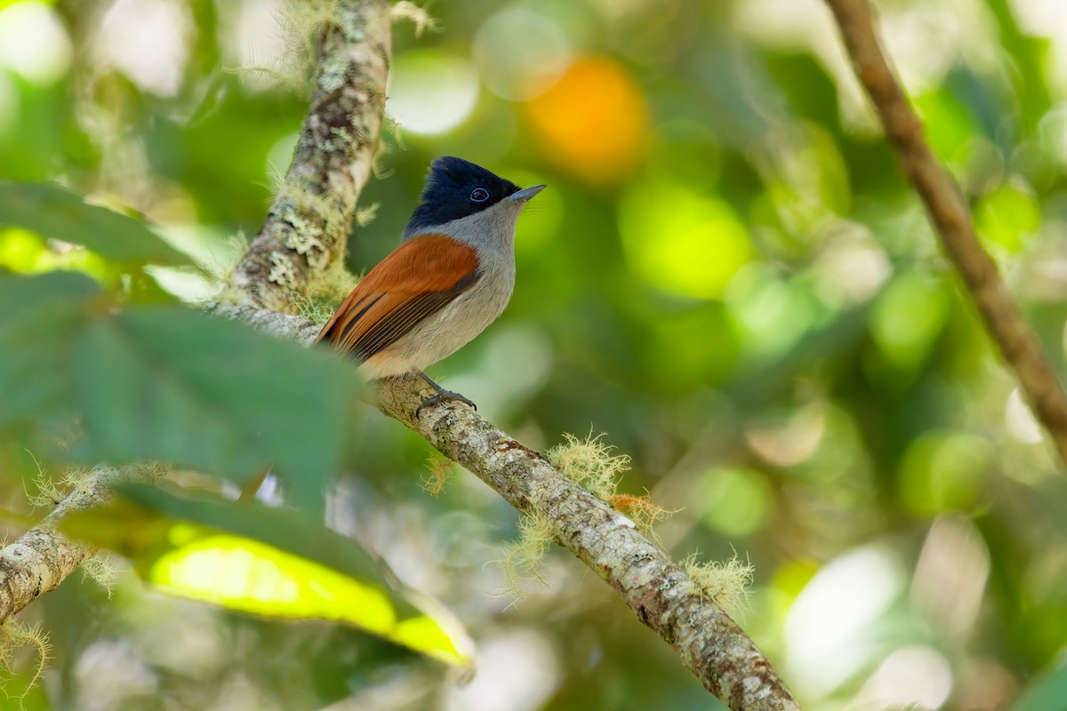 Mascarene Paradise-Flycatcher - ML645656506