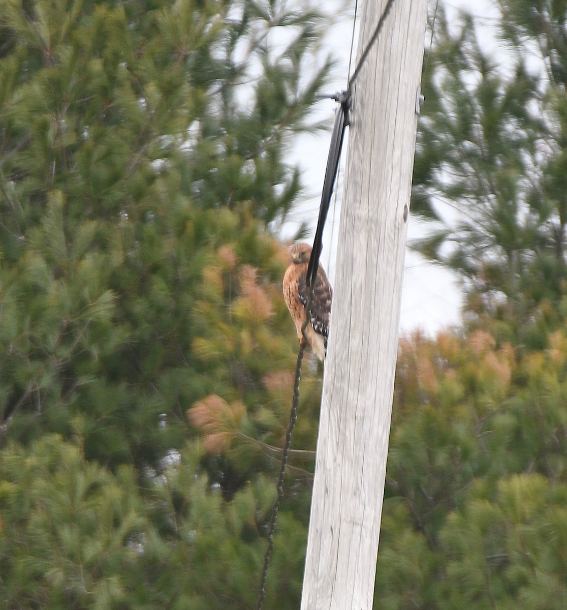 Red-shouldered Hawk - ML645656514