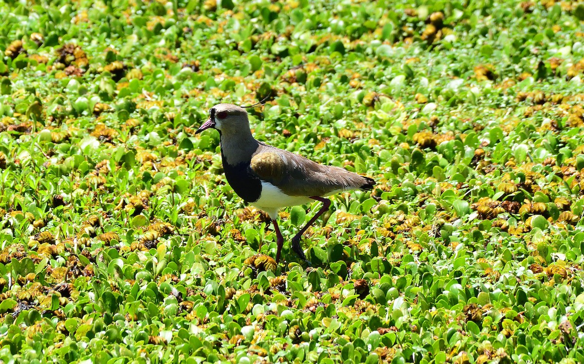 Southern Lapwing - ML645656521