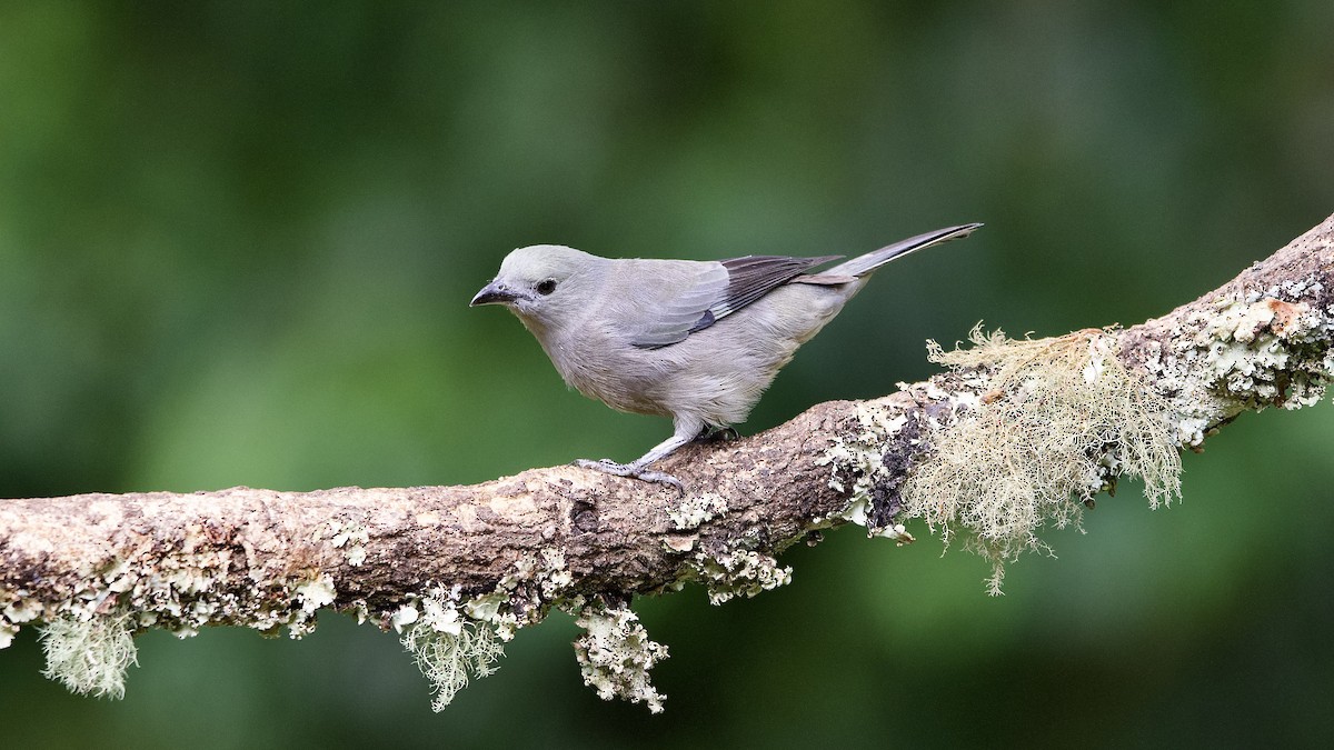 Palm Tanager - ML645656523