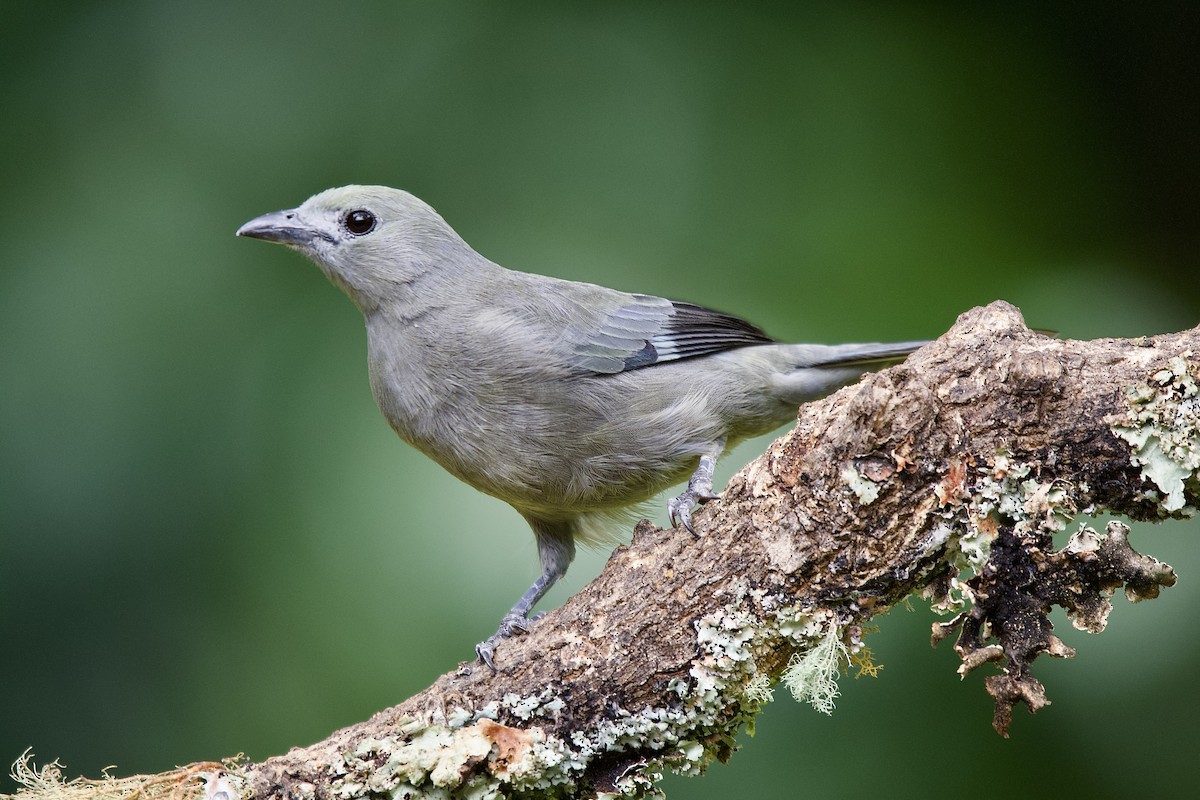 Palm Tanager - ML645656524