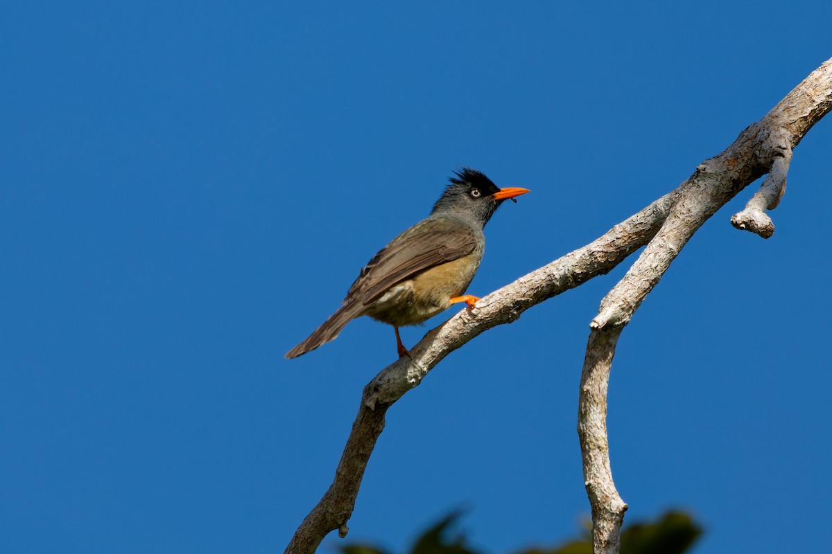 Reunion Bulbul - ML645656546