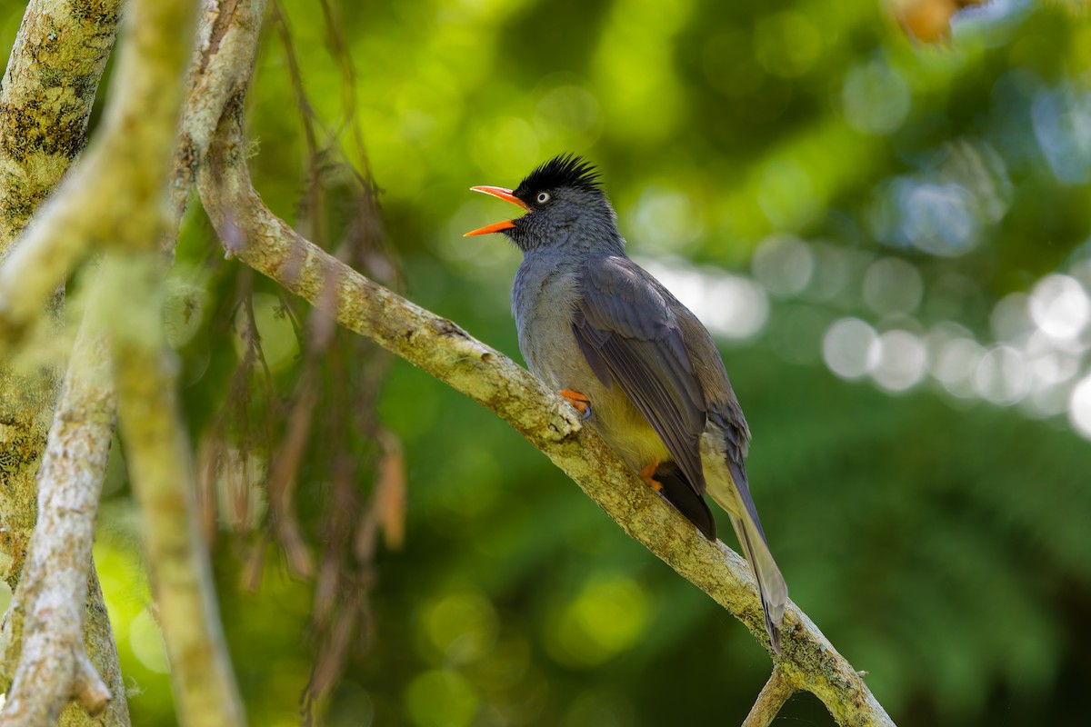 Reunion Bulbul - ML645656547