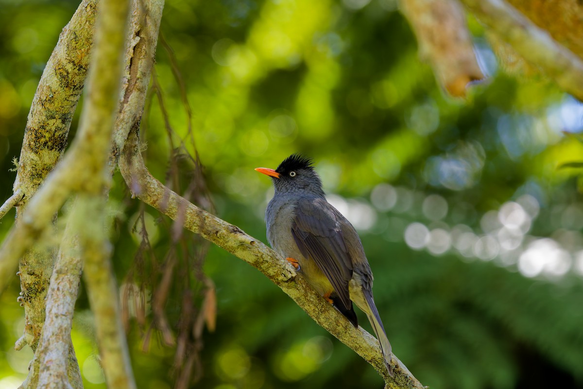 Reunion Bulbul - ML645656548