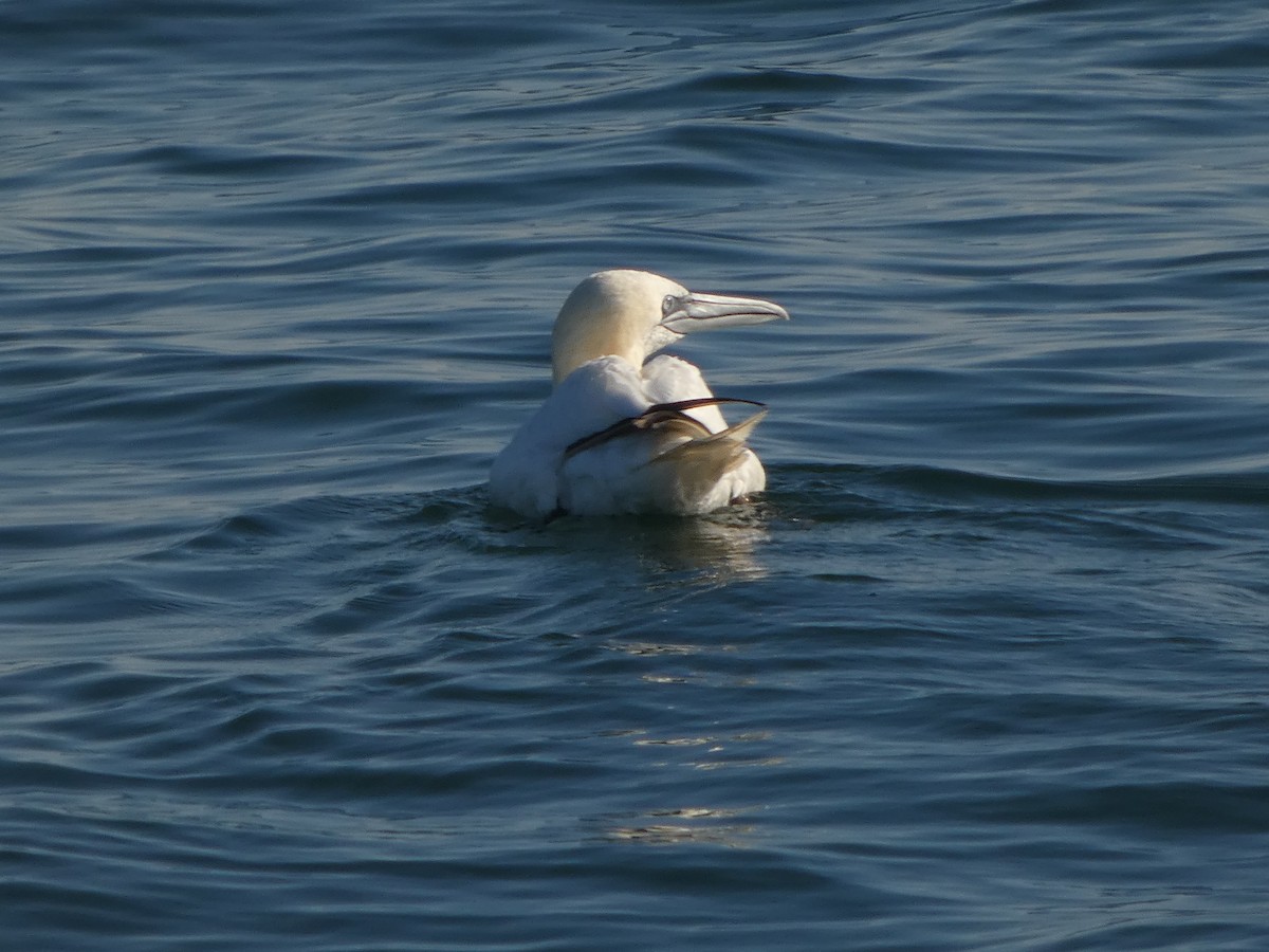 סולה מצויה - ML645656558