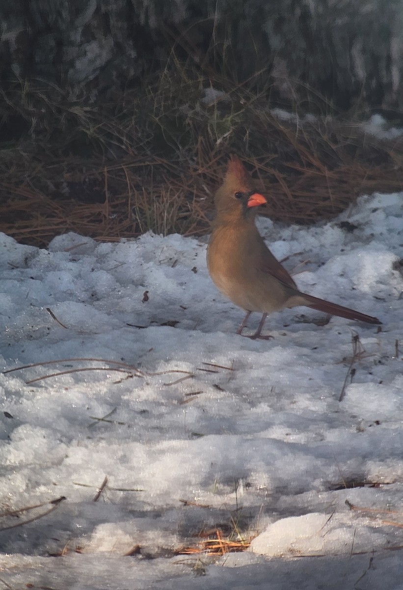 Northern Cardinal - ML645656559