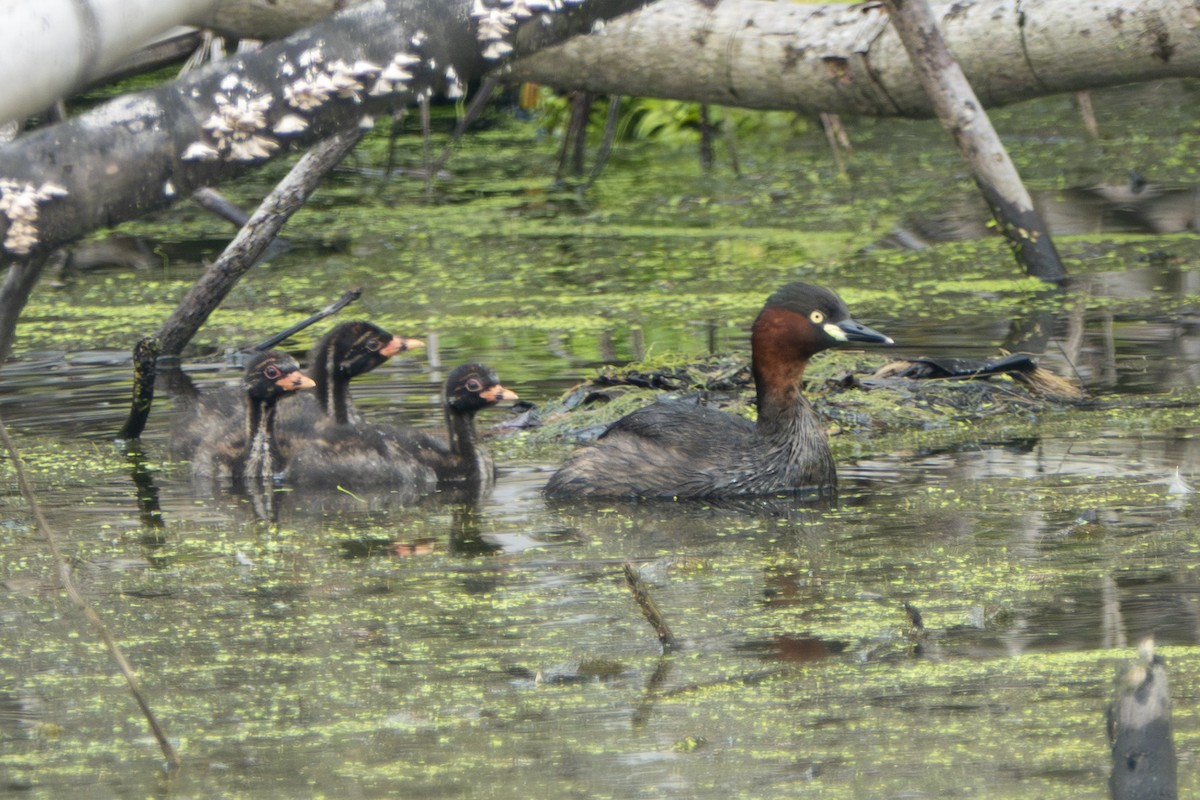 Little Grebe - ML645656560