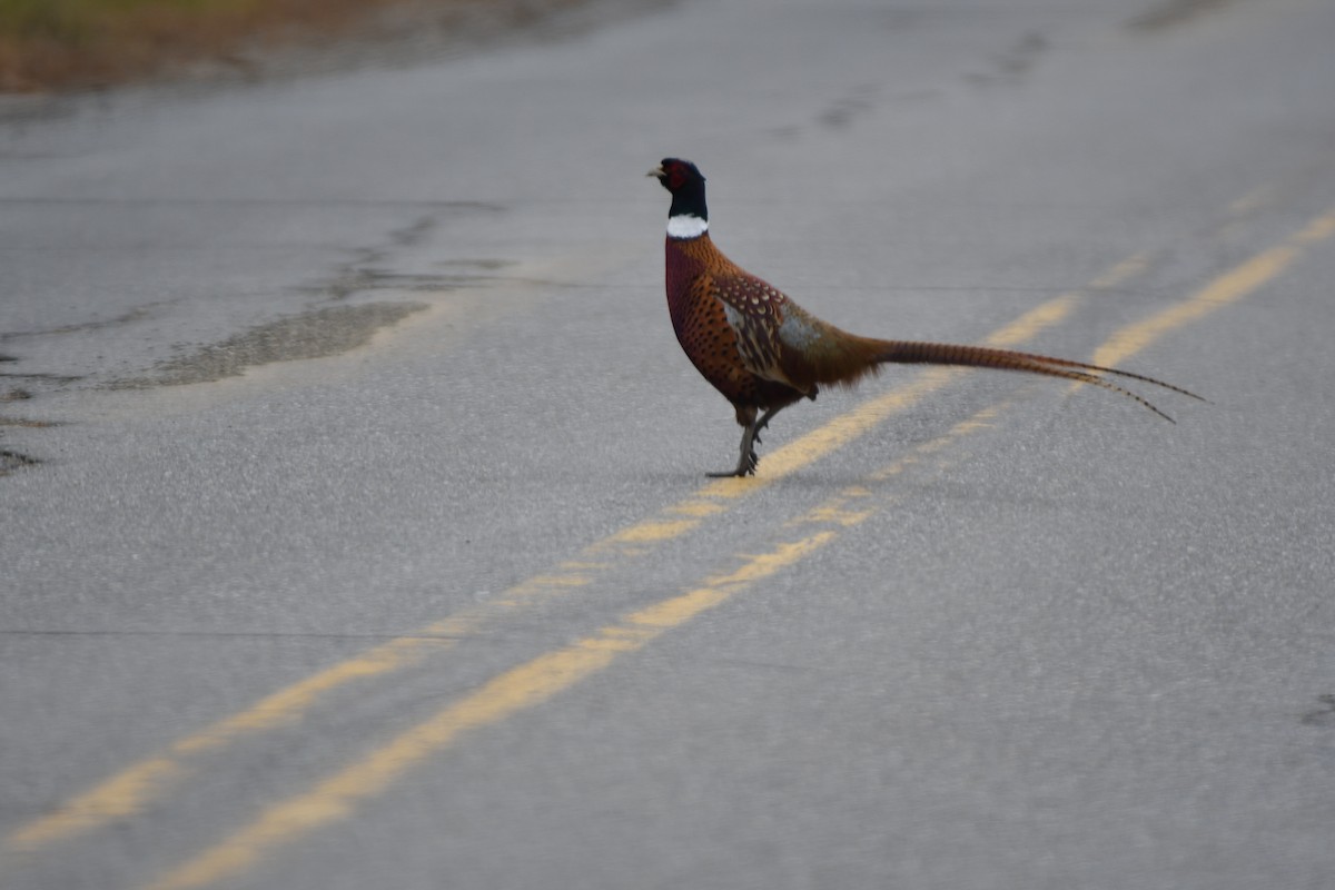 Ring-necked Pheasant - ML645656562