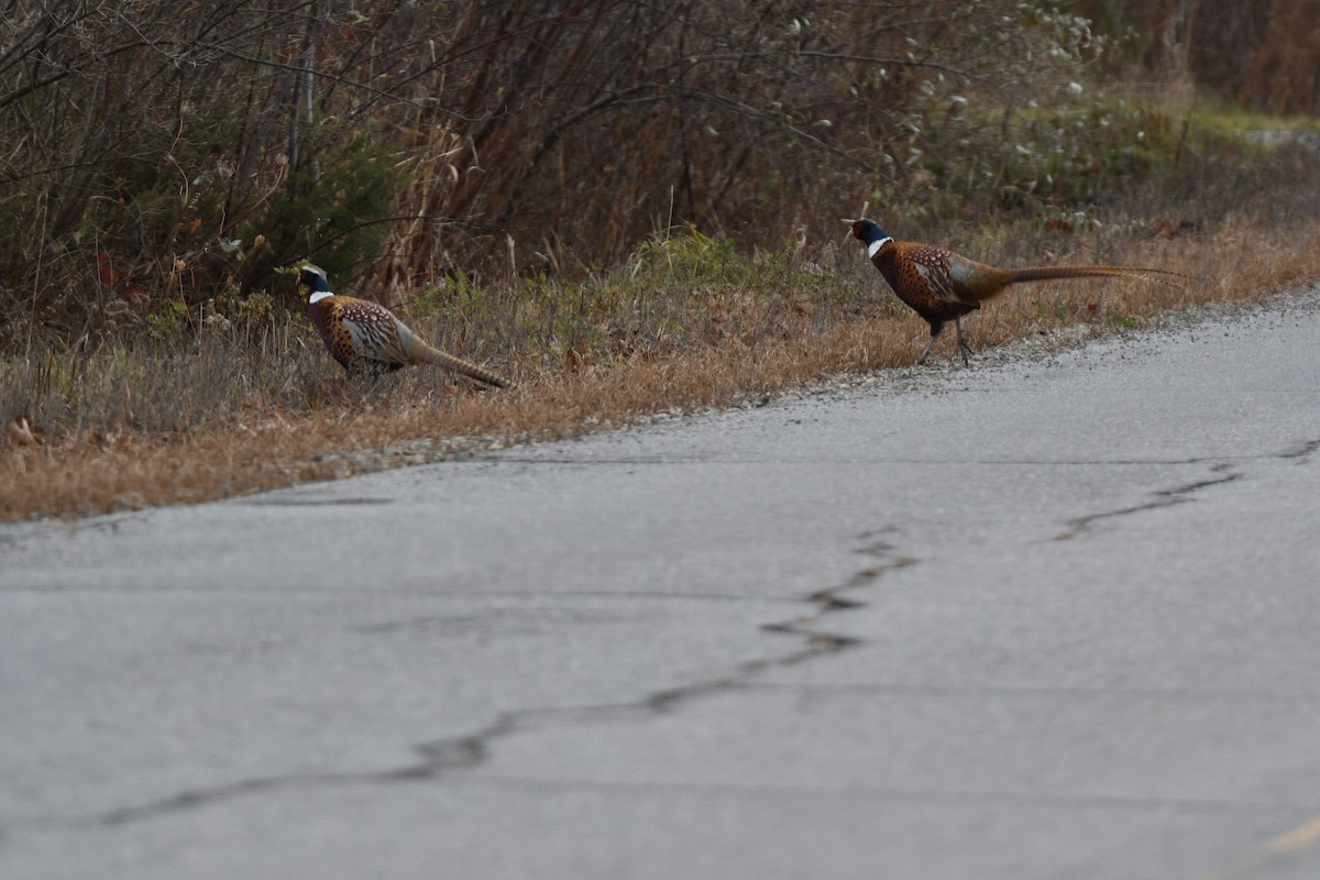 Ring-necked Pheasant - ML645656563