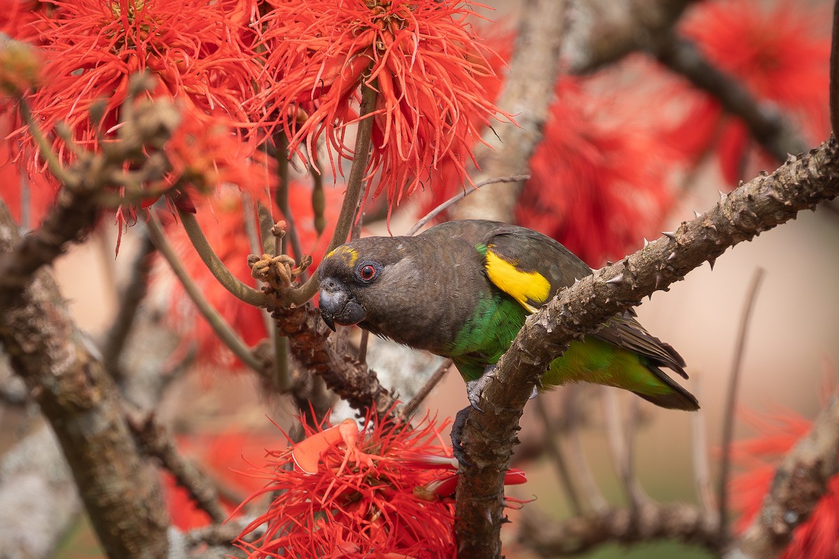 Meyer's Parrot - ML645656565