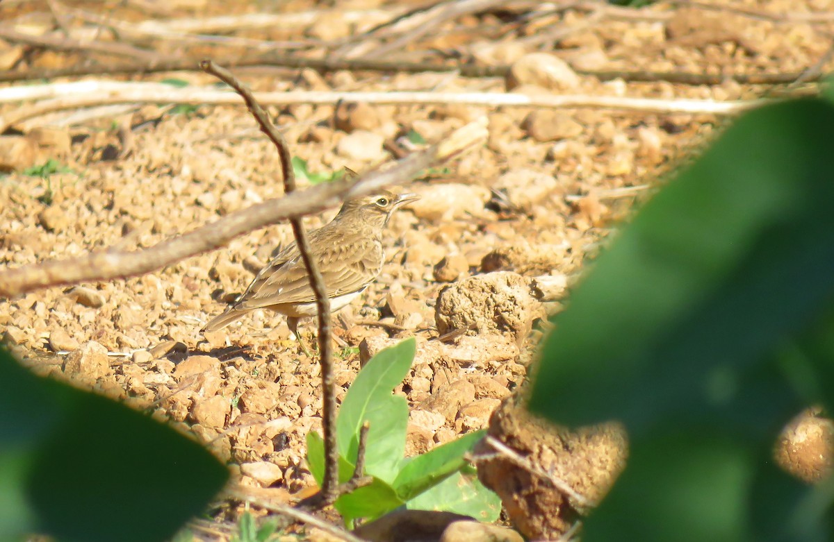 Tepeli Toygar [cristata grubu] - ML645656568