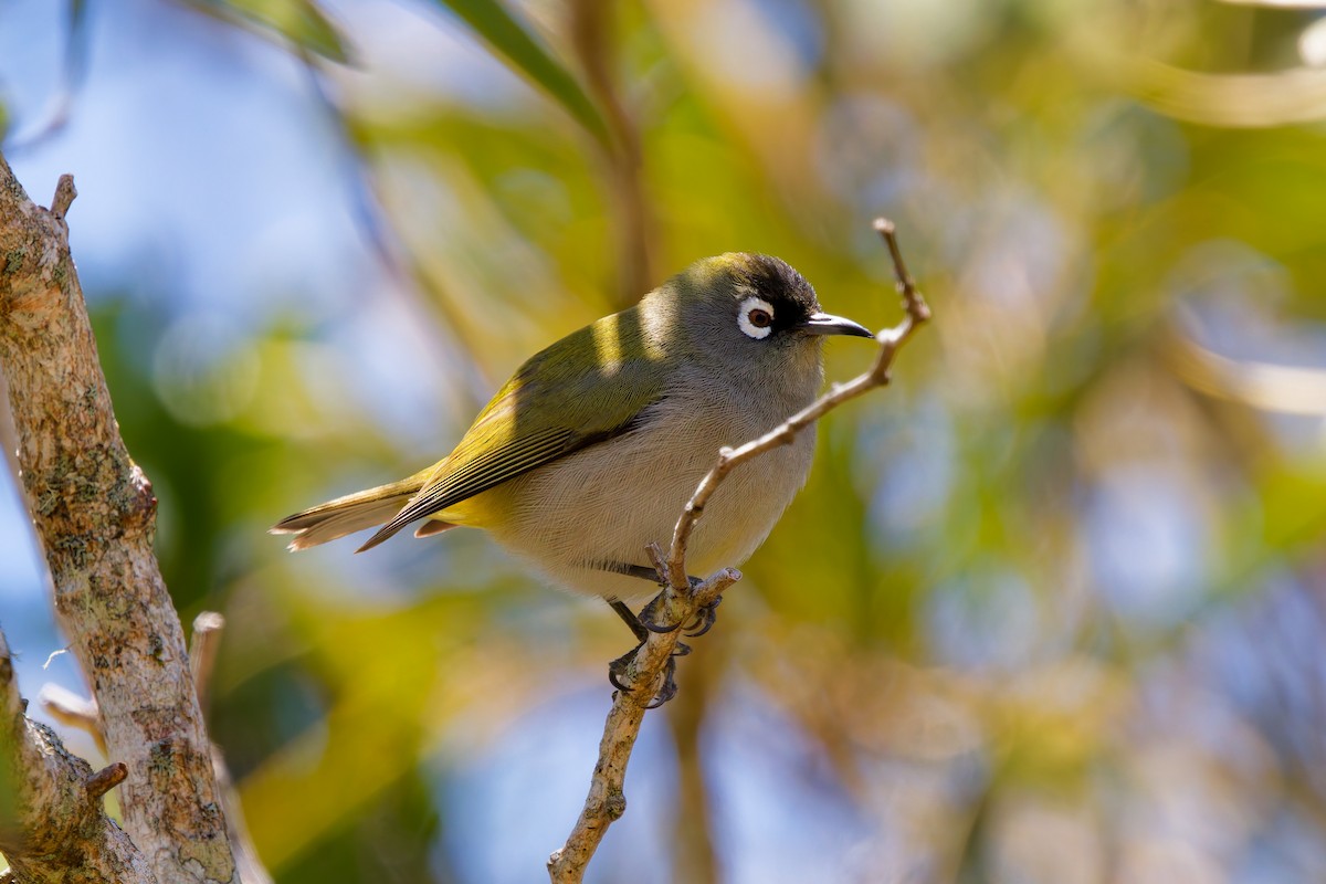 Reunion White-eye - ML645656570