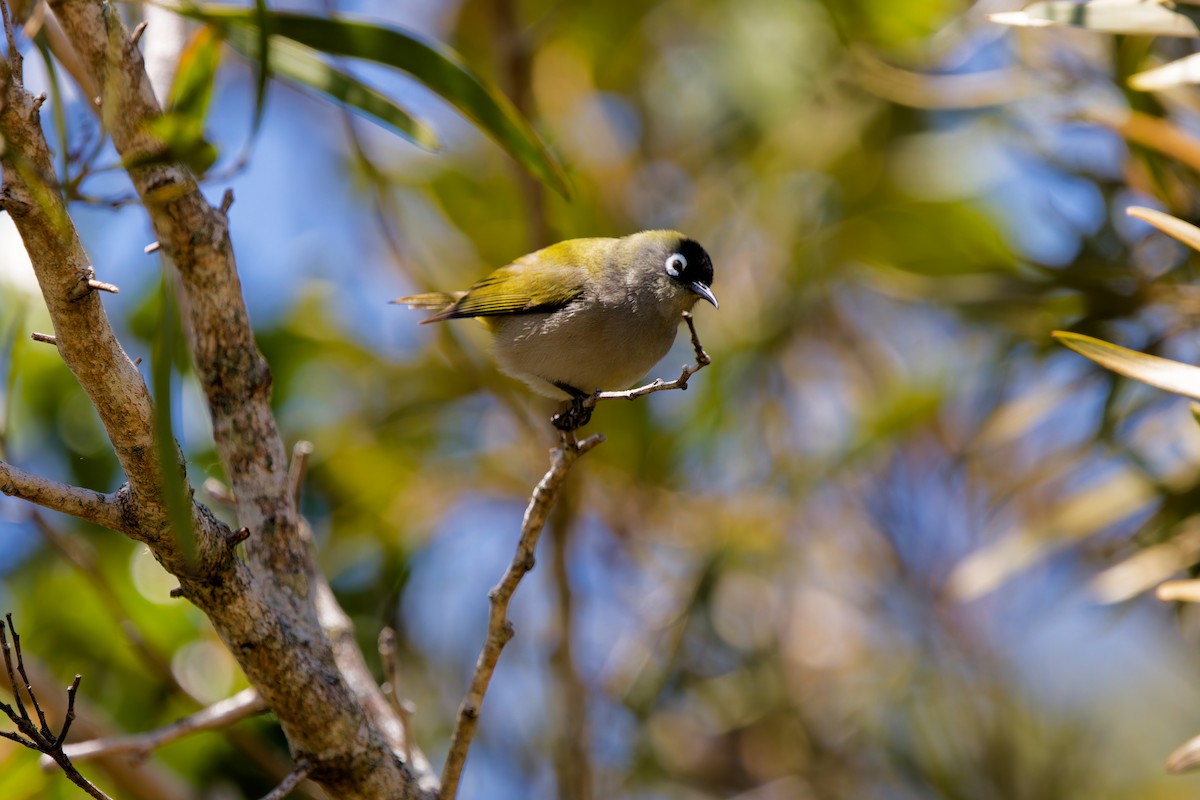 Reunion White-eye - ML645656571