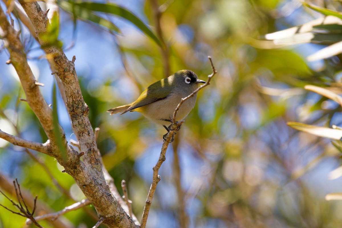 Reunion White-eye - ML645656572