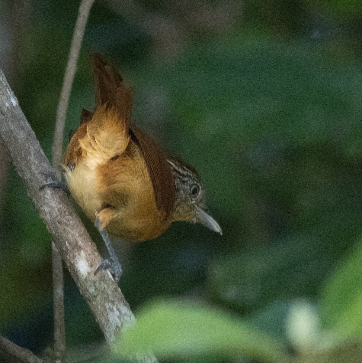 Batará Barrado - ML645656583