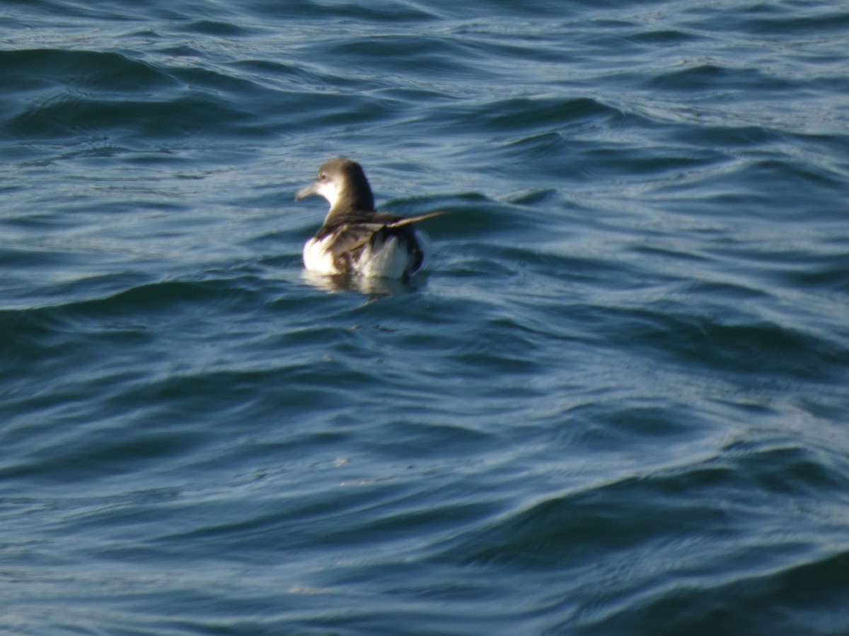Manx Shearwater - ML645656584