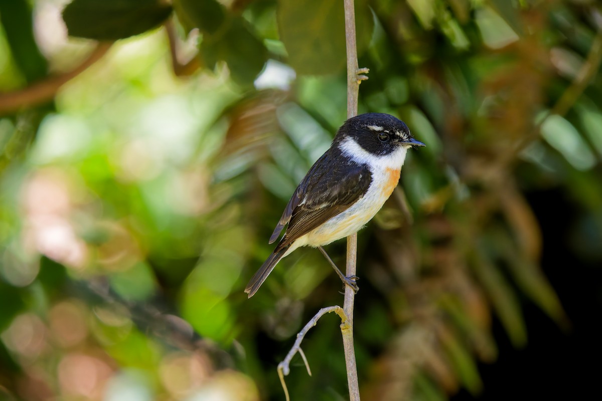 Reunion Stonechat - ML645656591